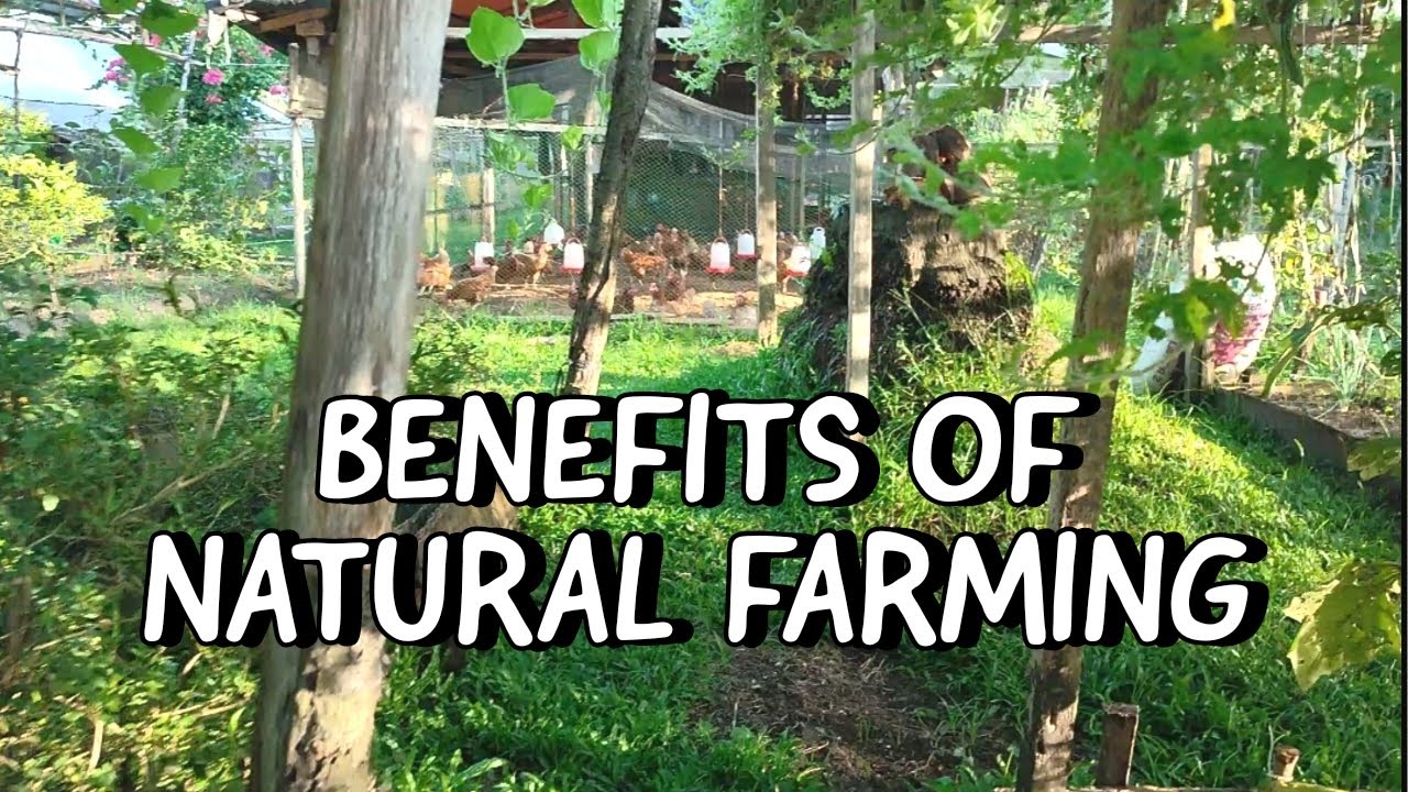 The Importance Of Natural Farming | What Are The Improper Agricultural Practices? 🌸🌱