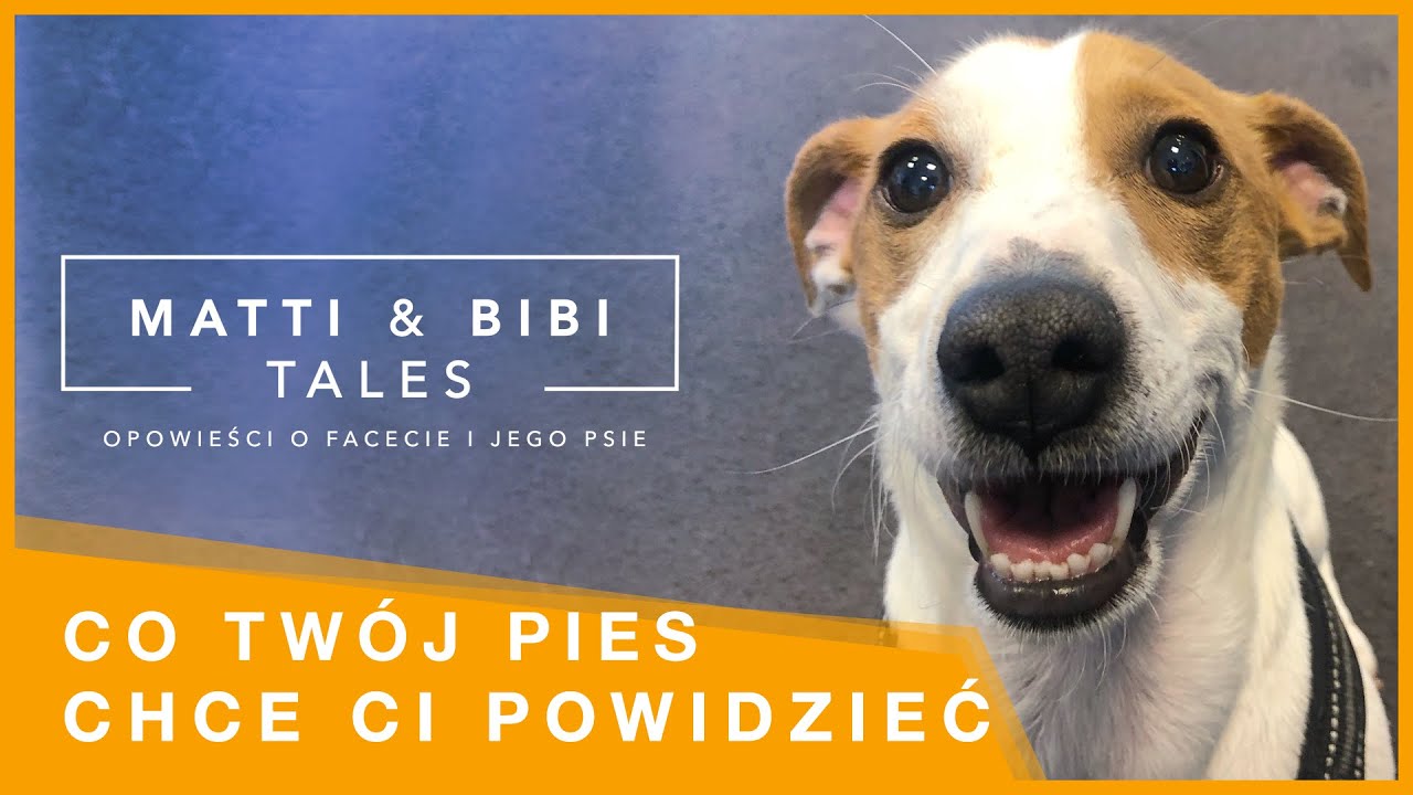 SYGNAŁY USPOKAJAJĄCE U PSÓW - szkolenie psa po przejściach. poznaj mowę ciała psa.