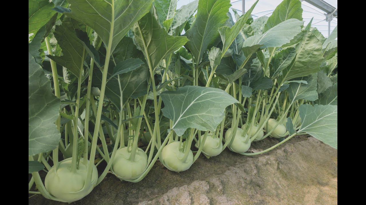 Uprawa kalarepy Korist w tunelu, nawożenie Yara