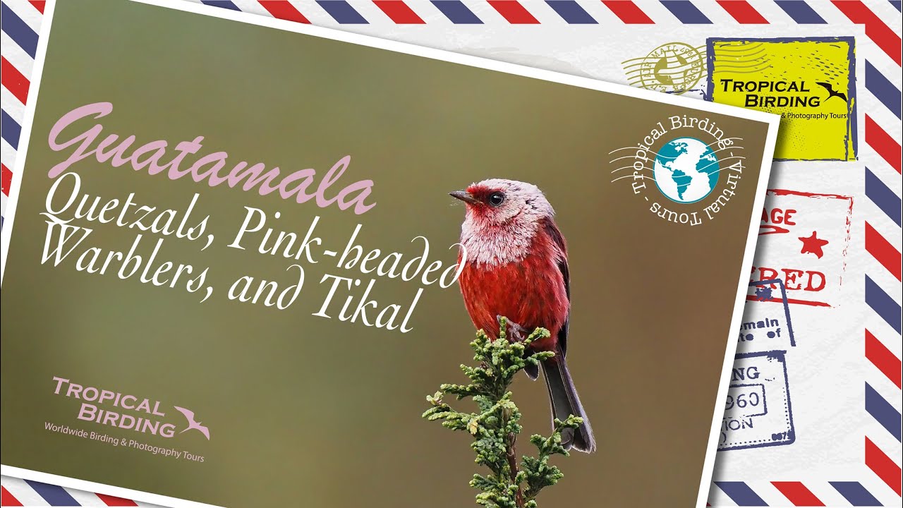 A Tropical Birding Virtual Bird Tour of Guatemala by Daniel Aldana