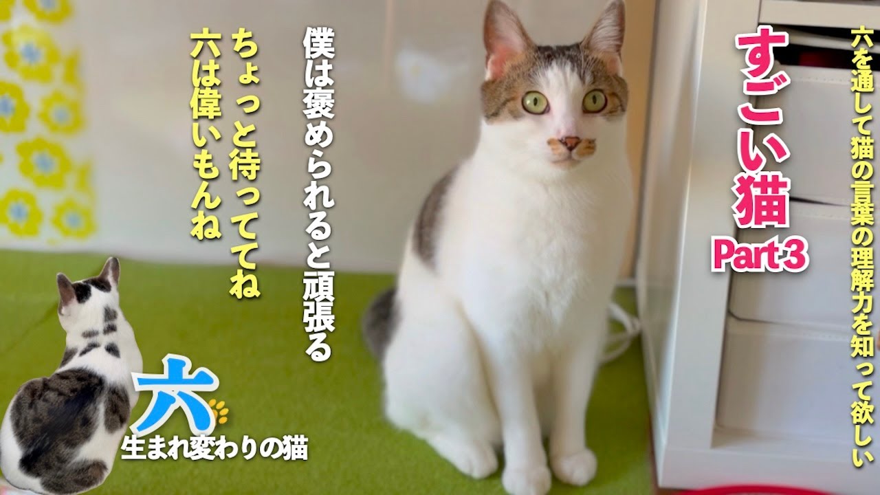 【すごい猫 Part3】洗濯物を畳んでいる時の六の可愛い表情と愛猫の心遣いに驚く場面も | [生まれ変わりの猫] 六