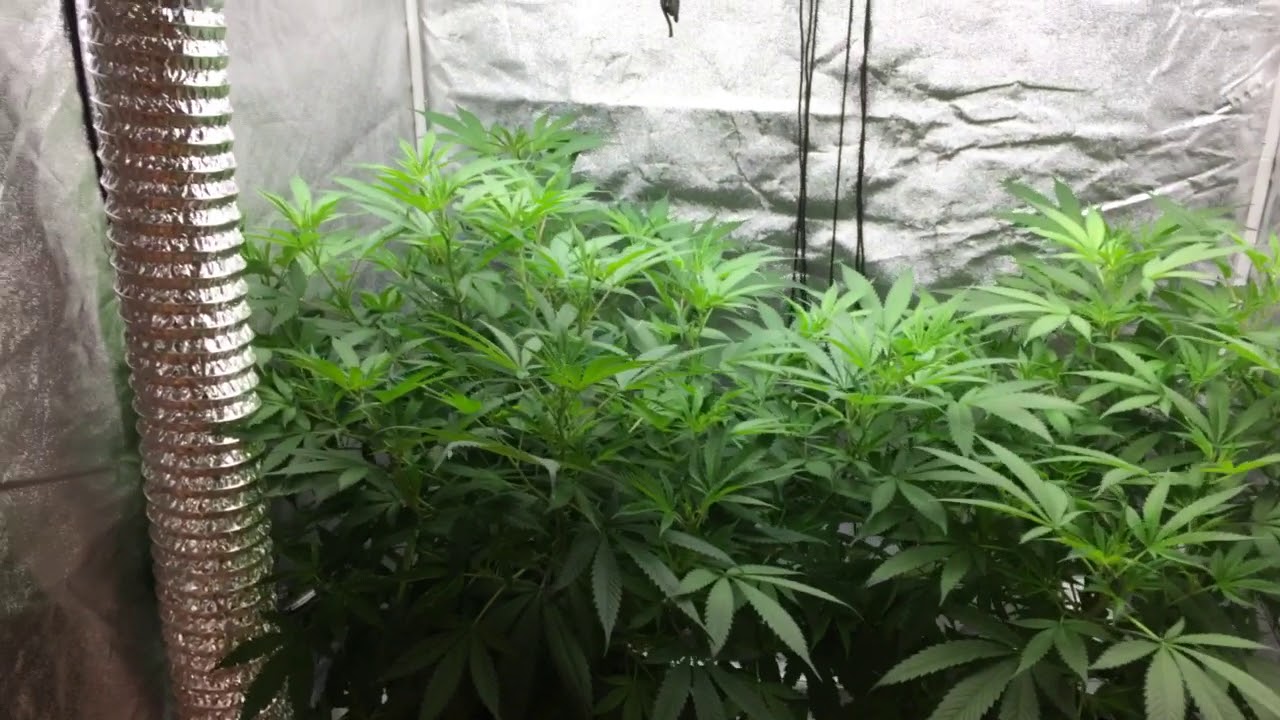 Web mans garden shout out