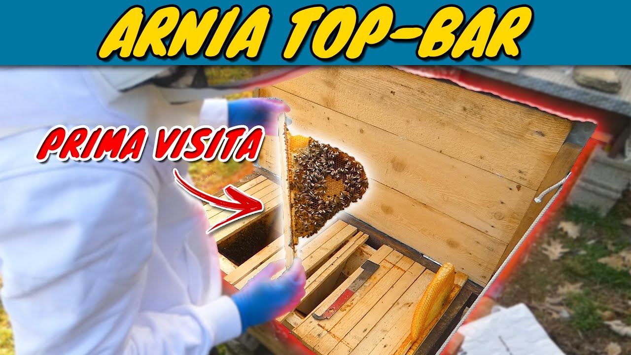 LA NOSTRA ARNIA TOP BAR | PRIMA VISITA | Apicoltura 2021 | 🐝