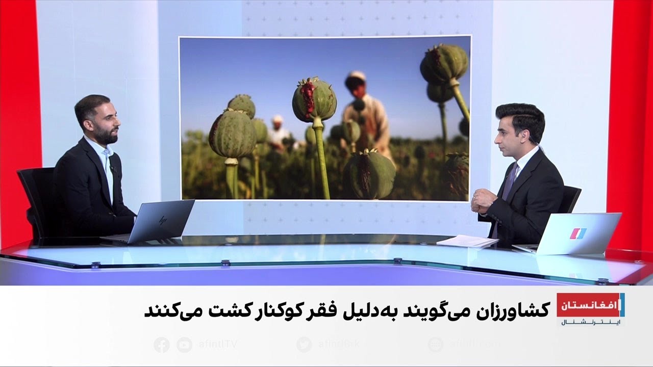 شماری از فرماندهان طالبان به کشاروزان اجازه کشت کوکنار را دادند