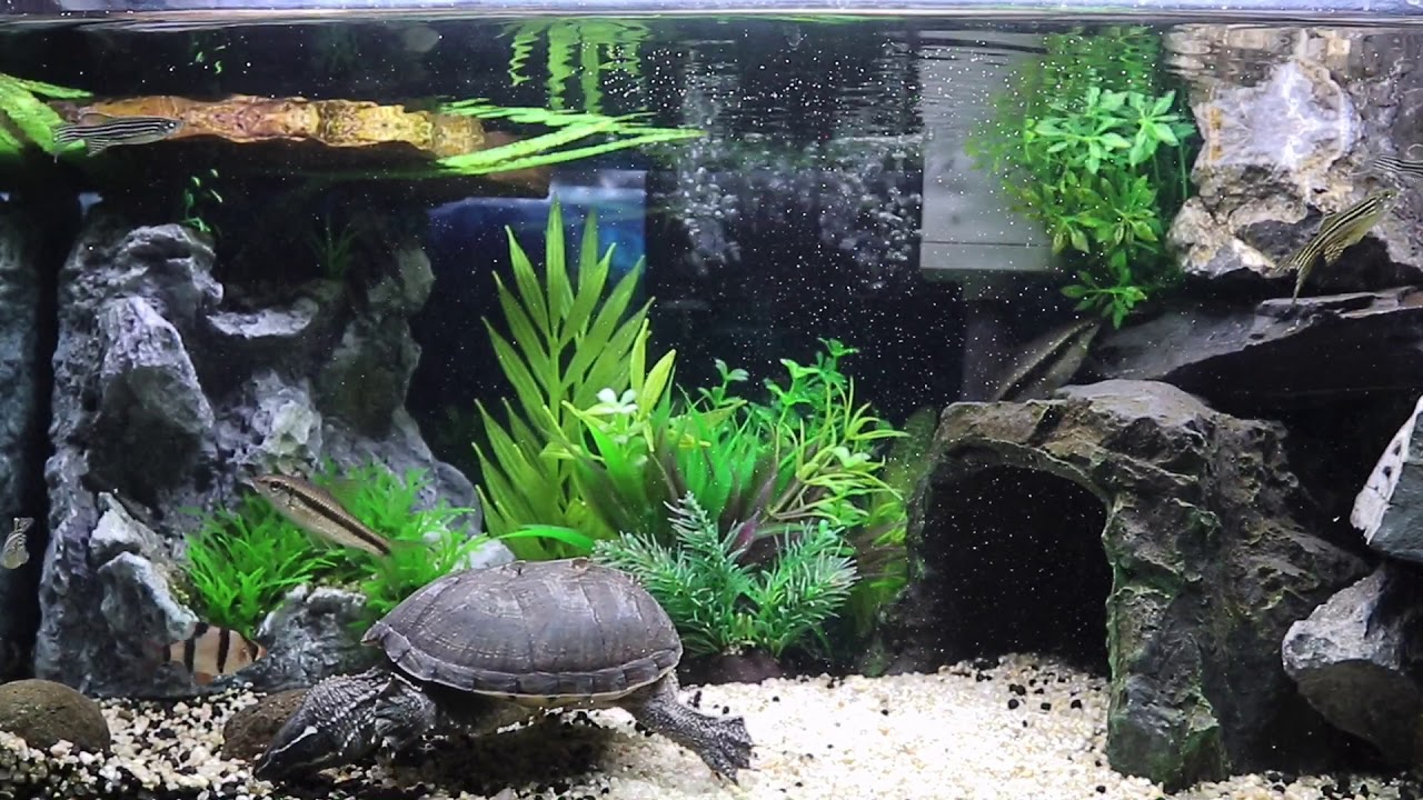 【ミシシッピニオイガメ】カメと熱帯魚の混泳水槽を10分間眺める動画 TURTLE AQUARIUM