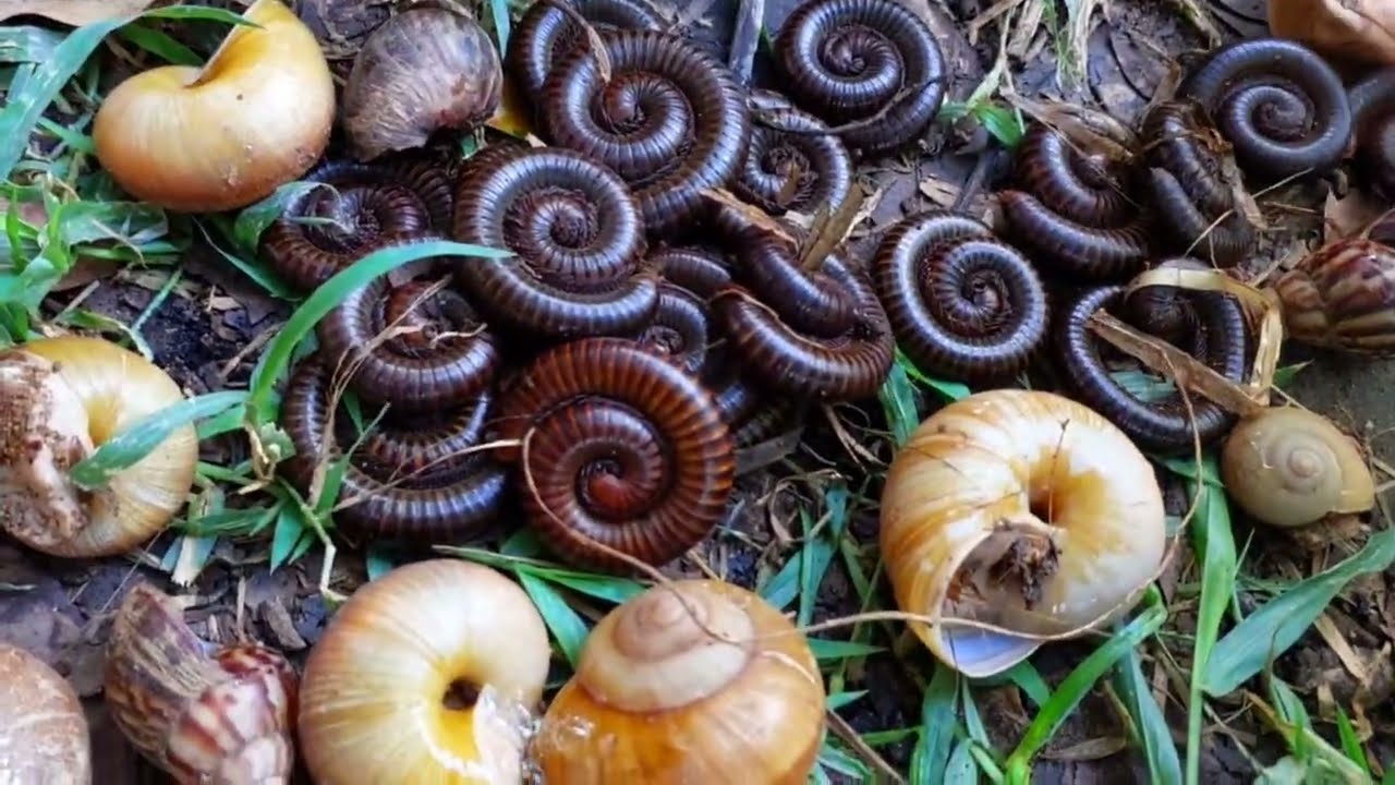 In the morning I walk through the leaves to catch snails and millipedes#uinsects#millipedes#snails#