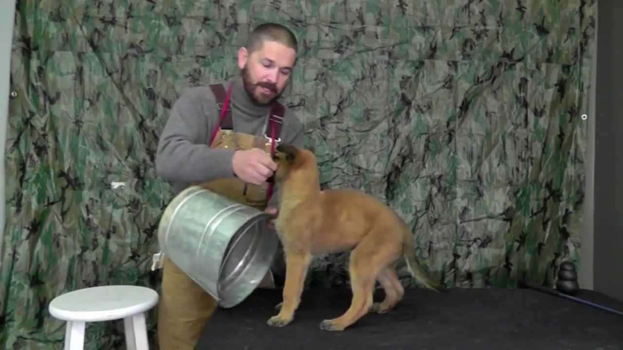 Malinois Puppy Training Lesson Four