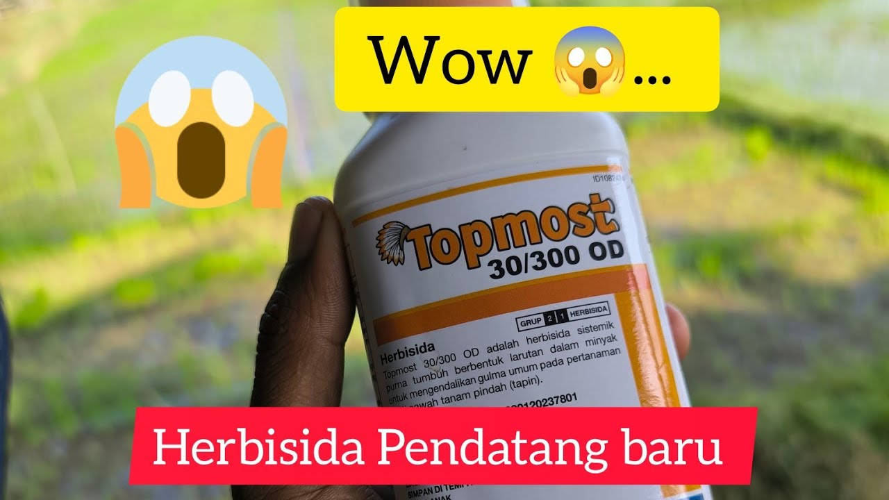 Review Produk Terbaru Dari Syngenta yaitu TOPMOST 30/300 OD