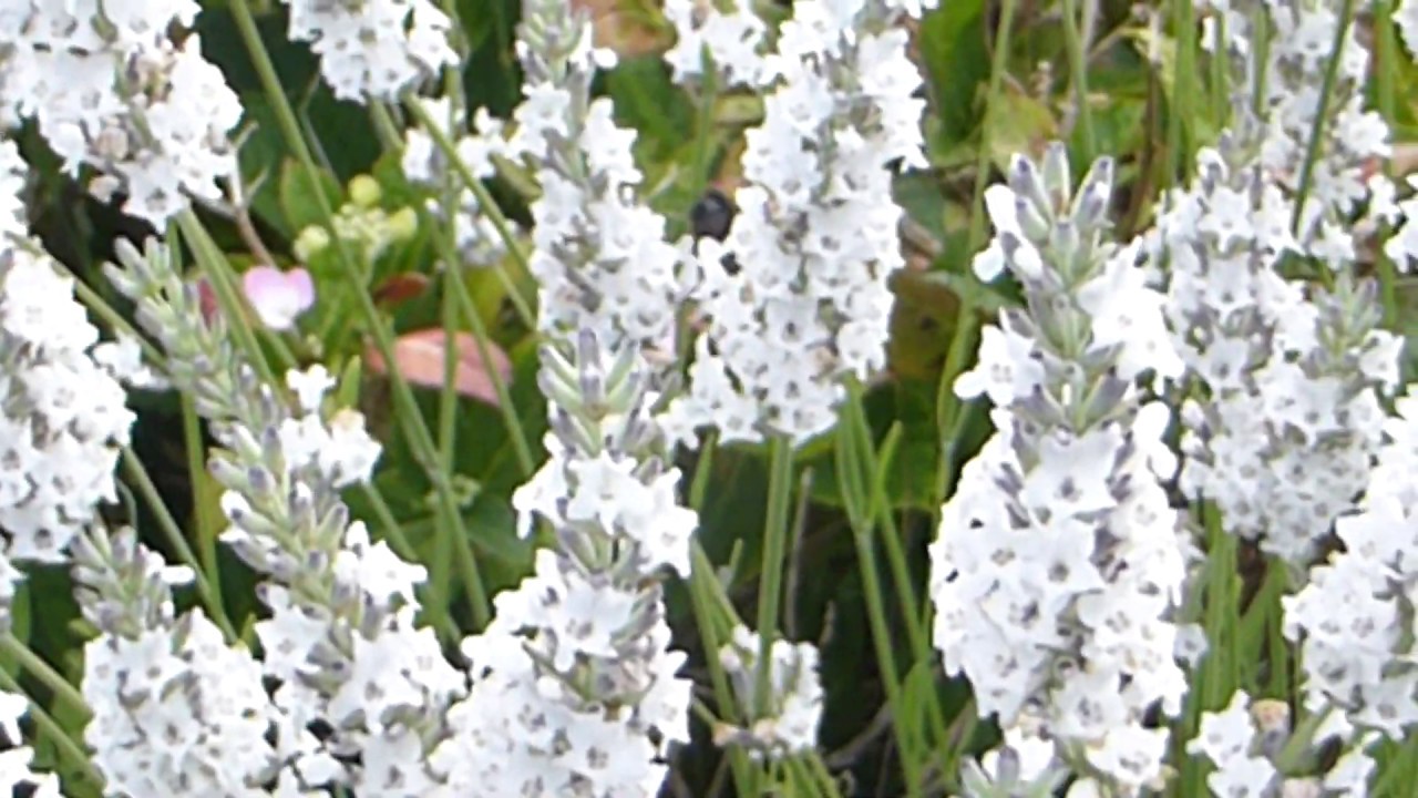 White Lavender - Lavandula angustifolia  -  Lofnarbl&oacute;m - Gar&eth;pl&ouml;ntur - Sumarbl&oacute;m