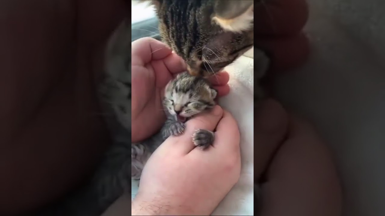 Cutiepie😘 | Cutest Cat cub 🥀 | #catlover #cats #cutie #cutiepie #shorts #youtubeshorts #tranding