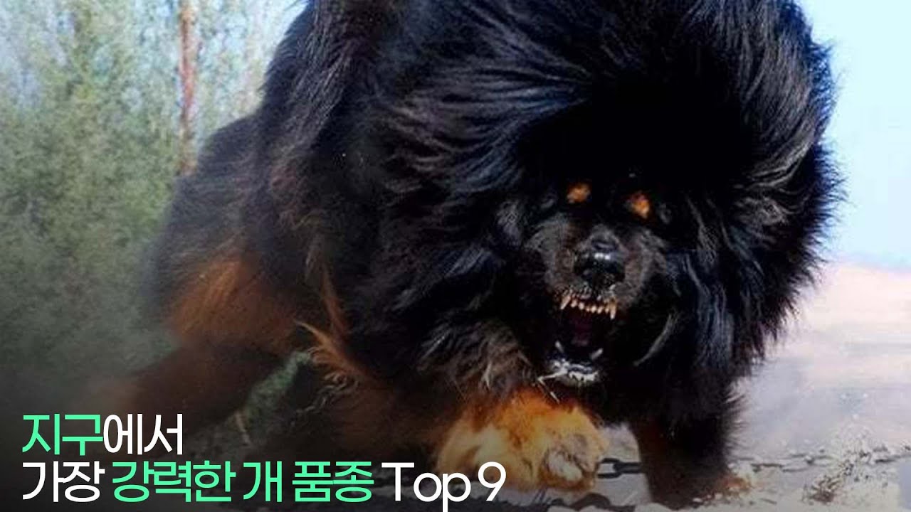 지구에서 가장 강력한 개 품종 Top 9 !