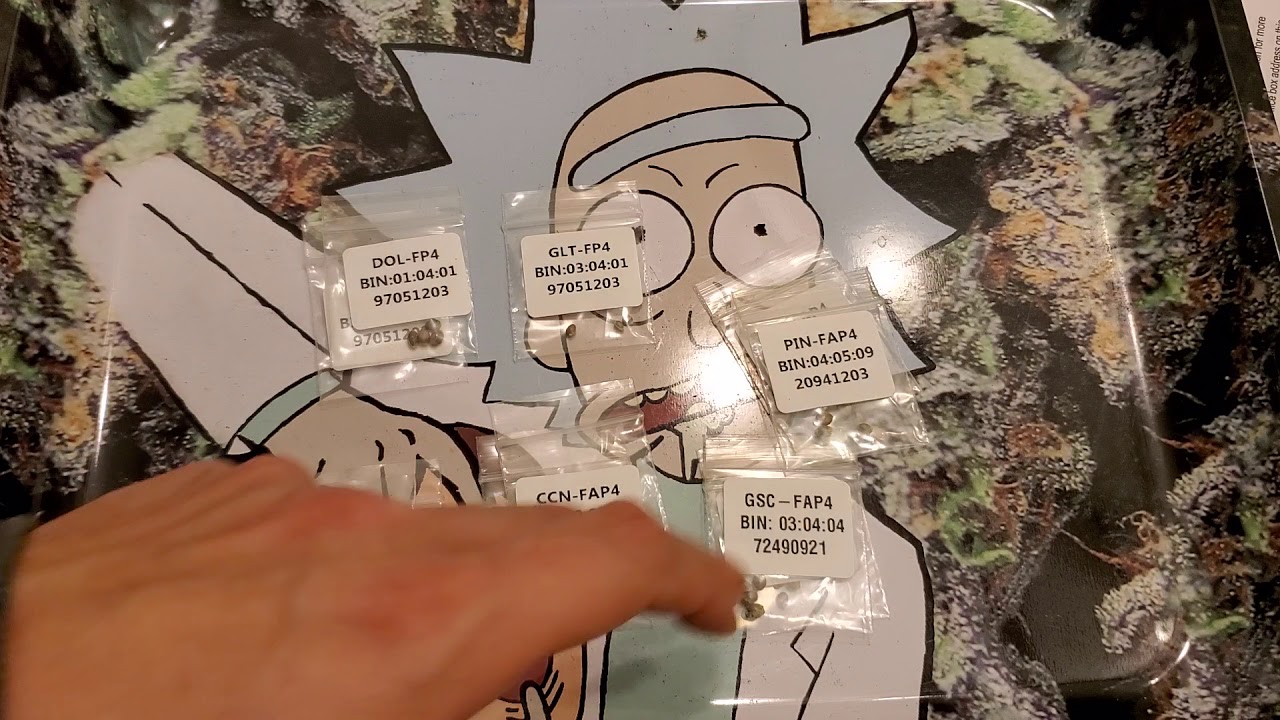 Homegrown Cannabis co , Seed Review.  Gelato , Girl Scout Cookies and More ( TV420📺 )