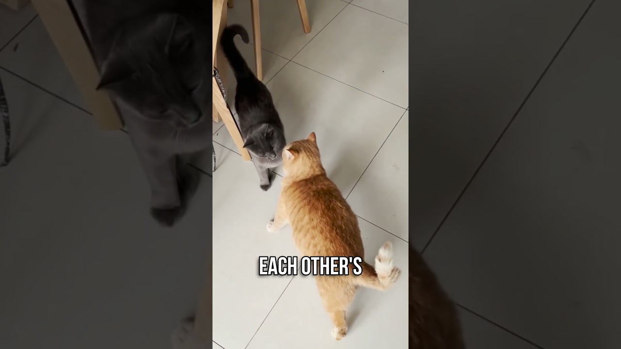 ✨One Simple Trick to Bond with Your Cat!🐱