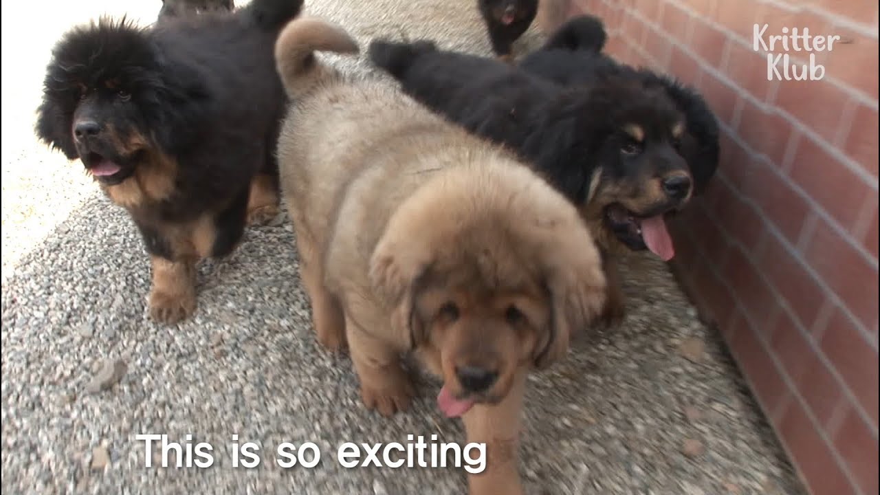 Знакомьтесь, Зангао Щенок, самое милое животное в мире | Криттер Клуб