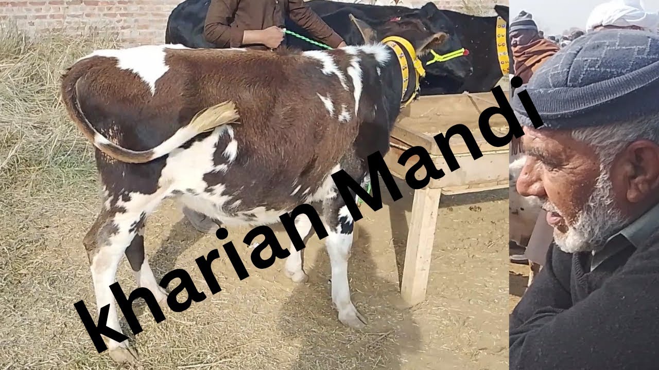GHURKO VILLAGE/kharian mandi
