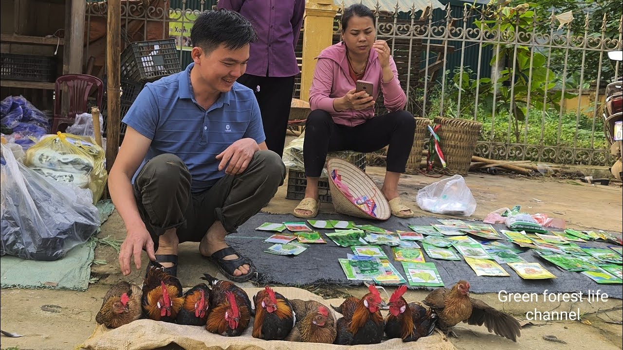 Selling wild chickens. Robert | Green forest life (ep287)