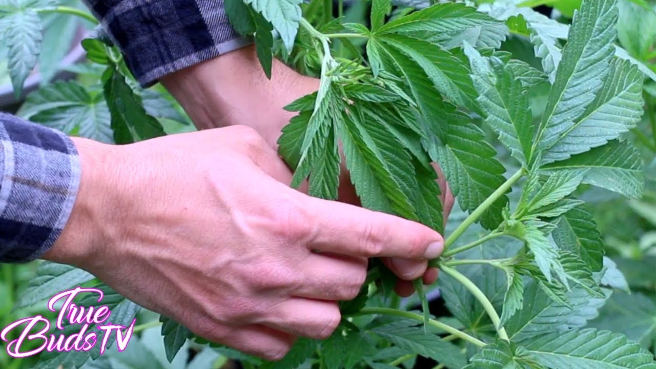 3 Tips To Increase Your Cannabis Yield