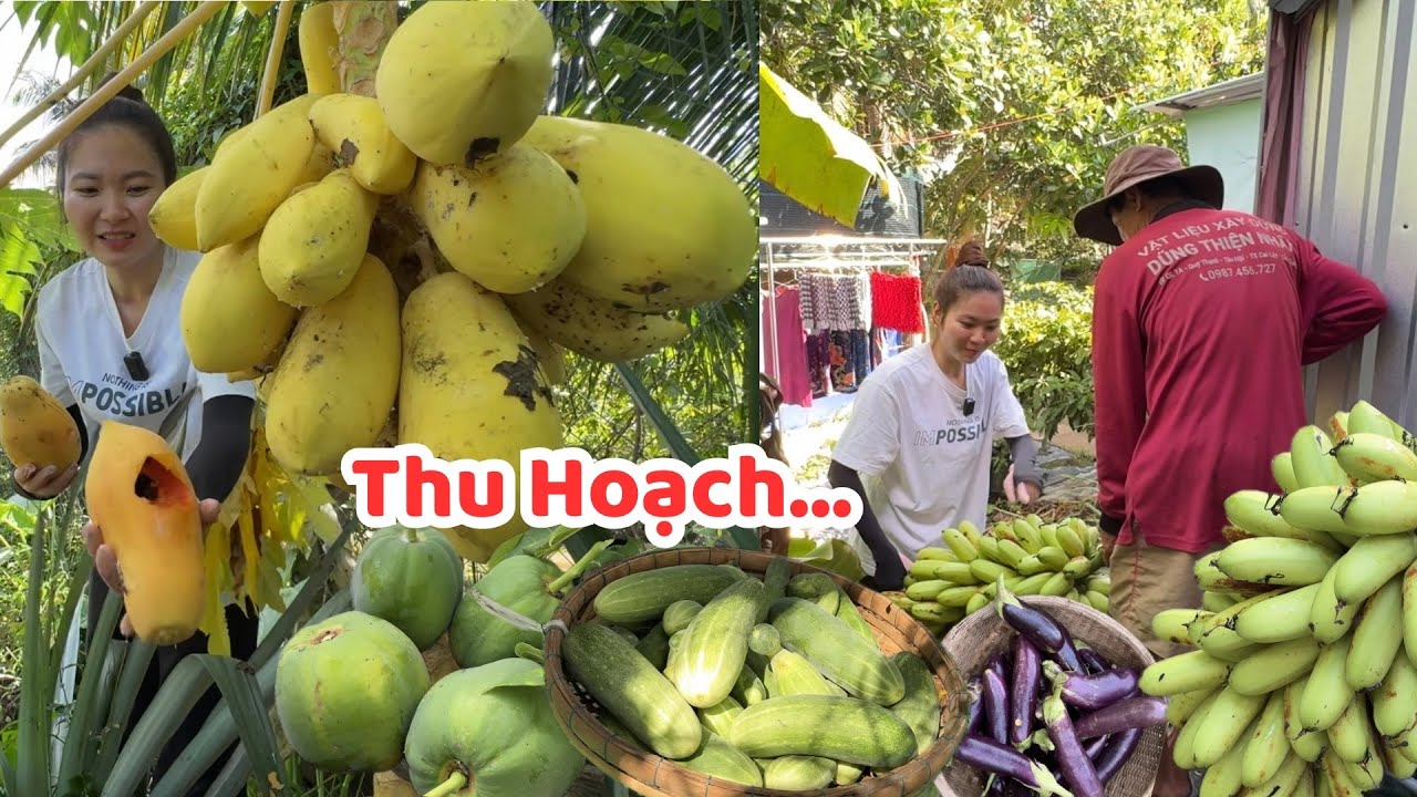 Đi Quanh Vườn Quyên THU HOẠCH ĐÃ LUÔN, Dưa Leo, Cà, Đậu Bắp…