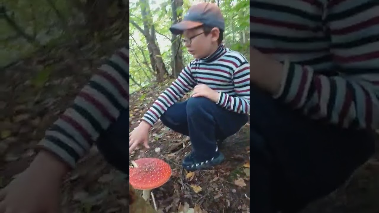 Рассказ сына о грибах мухоморах.