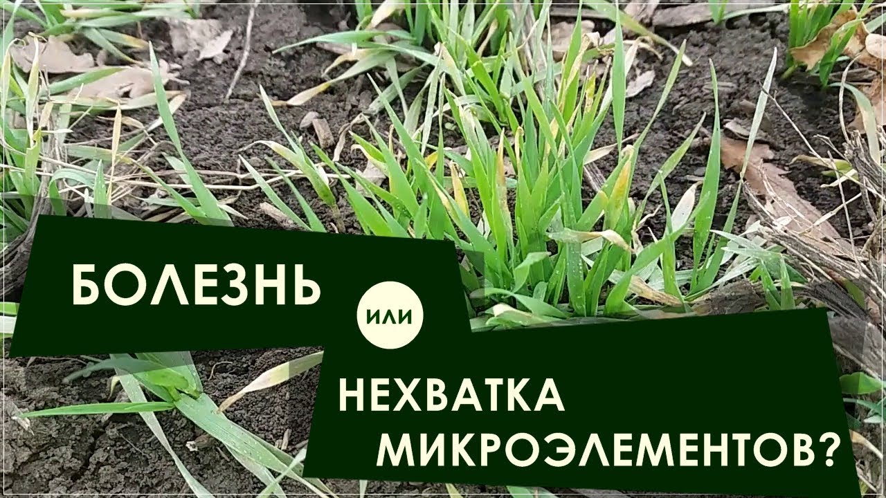 ПОЧЕМУ ПОЖЕЛТЕЛА ОЗИМАЯ ПШЕНИЦА? / ОСЕНЬ /