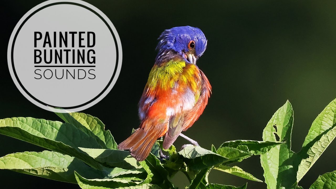 Painted Bunting Song 🐦 35 Minutes of the Most Colorful Bird Sounds | Stress Relief & Nature Ambience