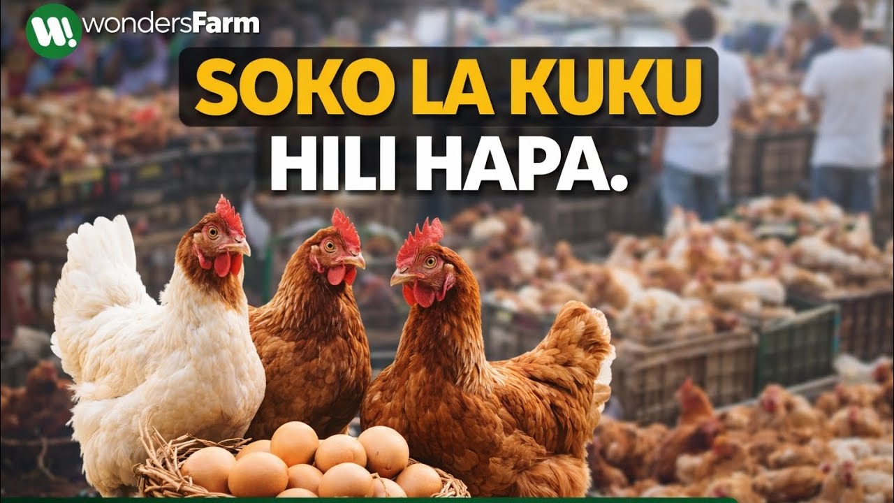 VIDEO: HUTAKAA UKAKOSA WATEJA | WONDERS FARM TZ. 