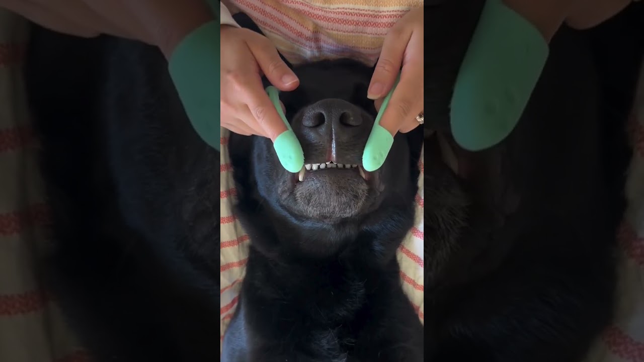 My dog brought friends to his spaw day!! #dog #spa #puppy #massage #dogs #dogshorts