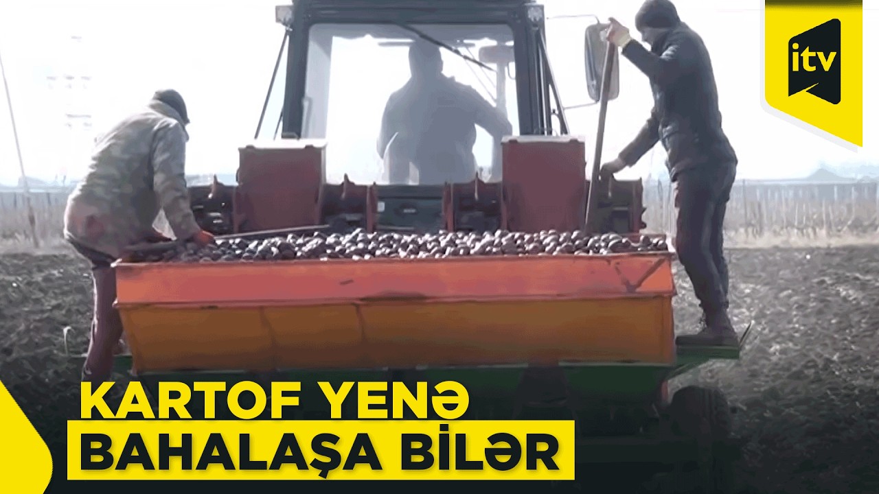 Toxumun qiyməti artıb, kartof da bahalaşacaq?