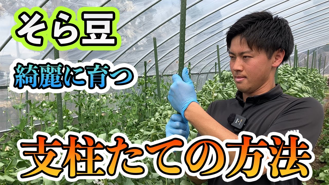 【そら豆】支柱の立て方。これで綺麗に育ちます