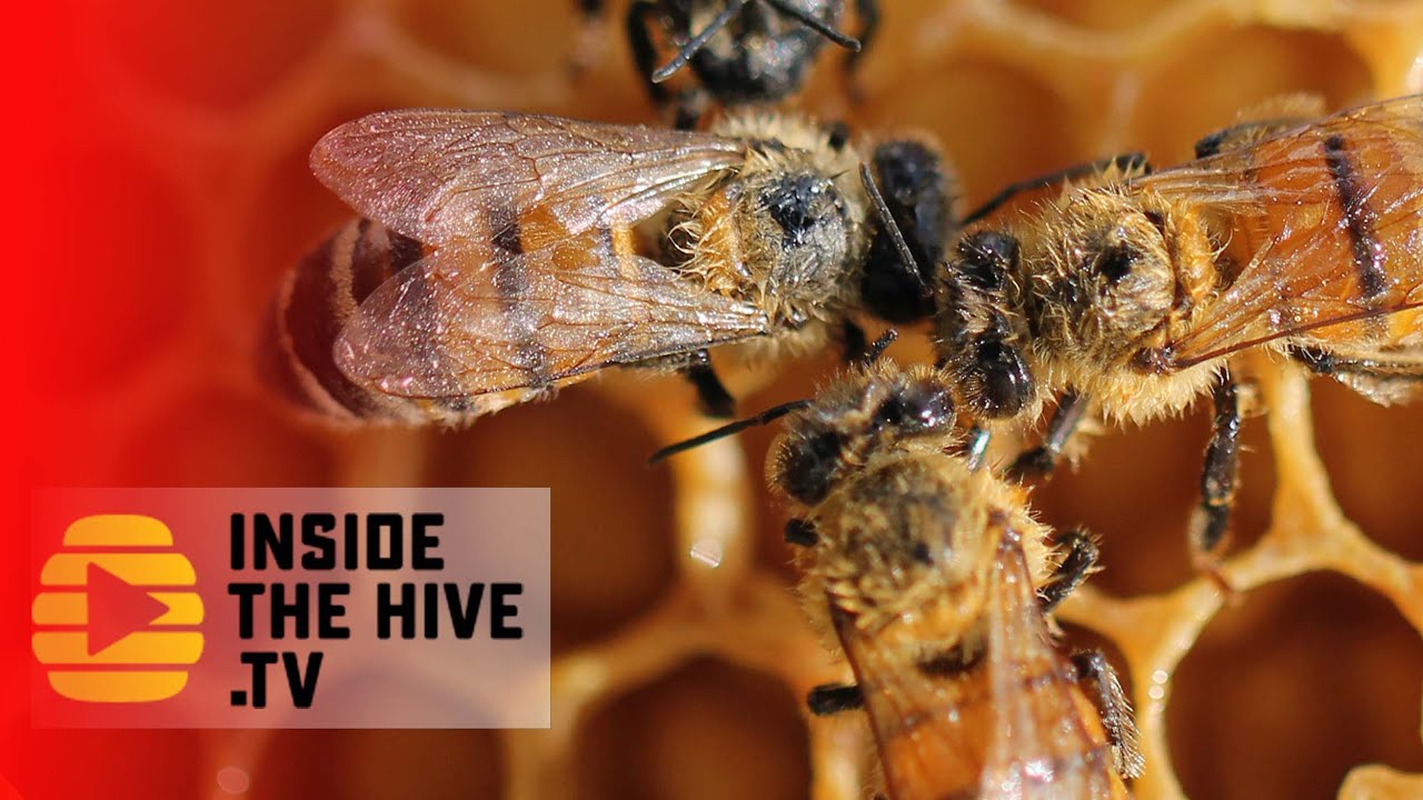 New MEDICINE to help HONEY BEES to fight VARROA MITES