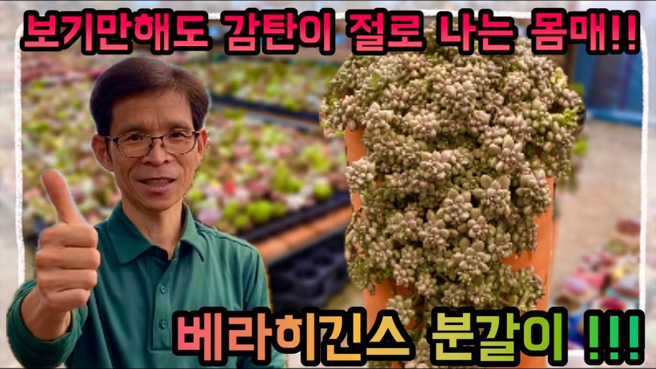 감탄사만 나오는 몸매 !! 심기만 했는데 작품탄생 ?! 베라히긴스 분갈이 지금 바로 시청하세요 !!