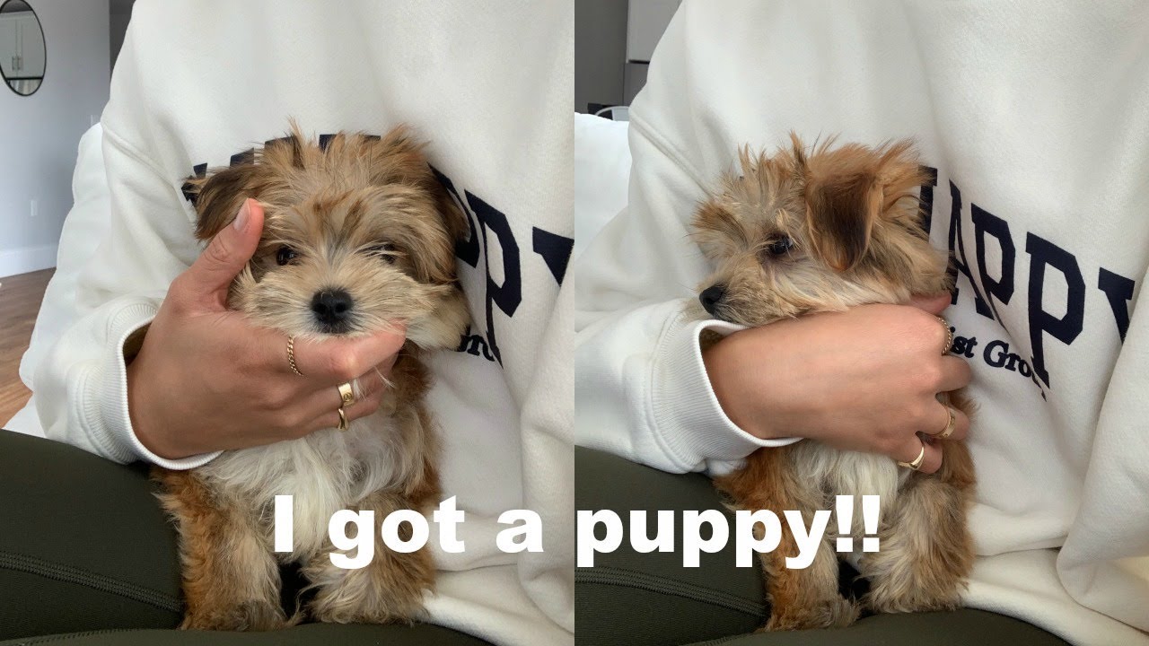 MEET MY NEW PUPPY!💘🥰