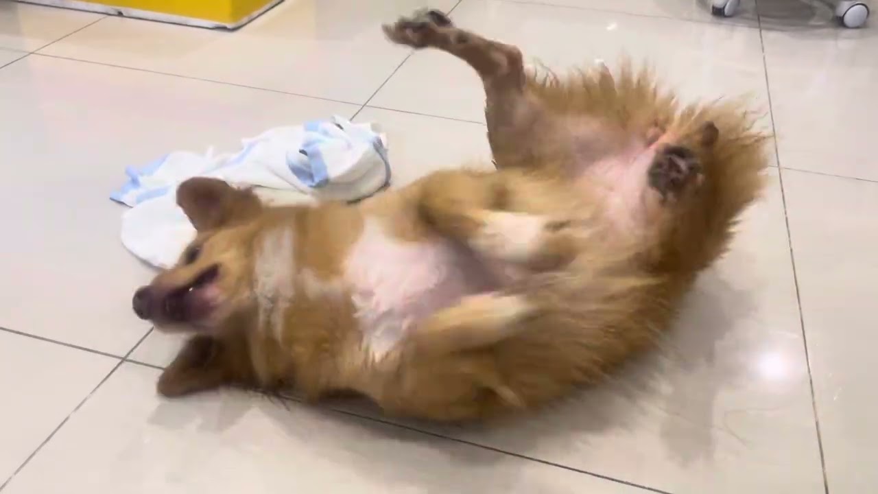Con chó lai CHỒN của tôi lăn lông lốc sau mỗi lần tắm