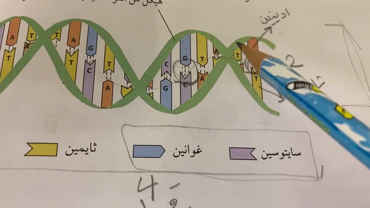 مراجعة درس مادة الوراثة/ الصف الثامن / الفصل الاول