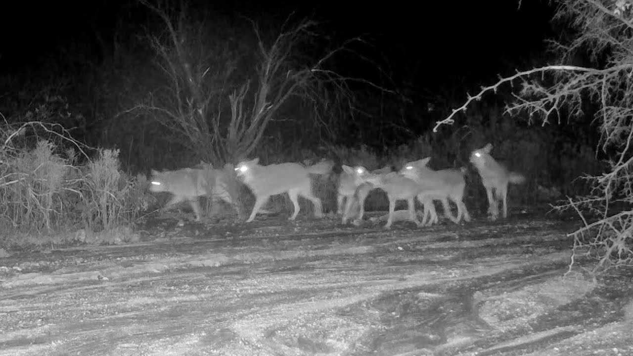 Coyote pack of 6 hootin&rsquo; and hollerin&rsquo; in camera view