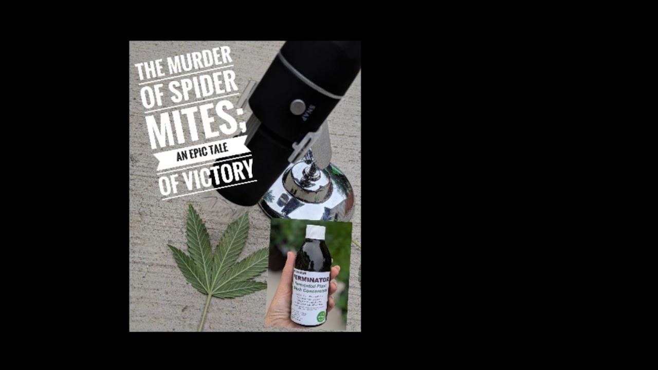 Killing Spider mites on Cannabis safely