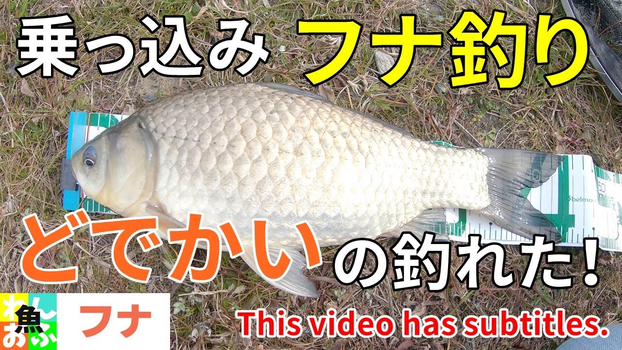 乗っ込みの巨大マブナを狙え！！【🐟春のマブナ釣り】Japanese crucian carp fishing spring 2022