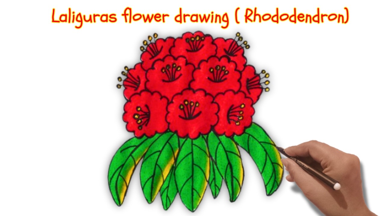 How To Draw Rhododendron Drawing Laliguras national flower of Nepal🌺