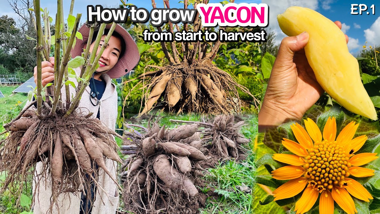 Growing & Harvesting Organic Yacon from start to finished‼️ (ปลูกบัวหิมะ) | GYOCYO