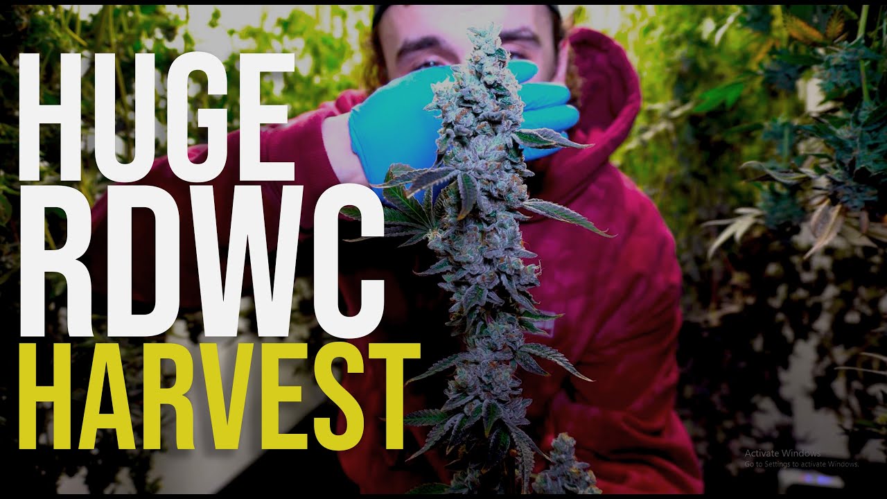 Citrus Farmer Harvest Day - RDWC Run Finish