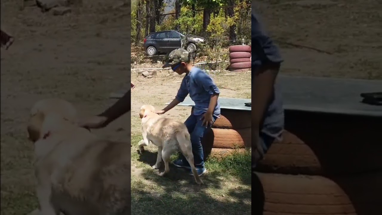 Play time with 🐶#youtubeshorts #shorts #shortsvideo #pets @burans1981