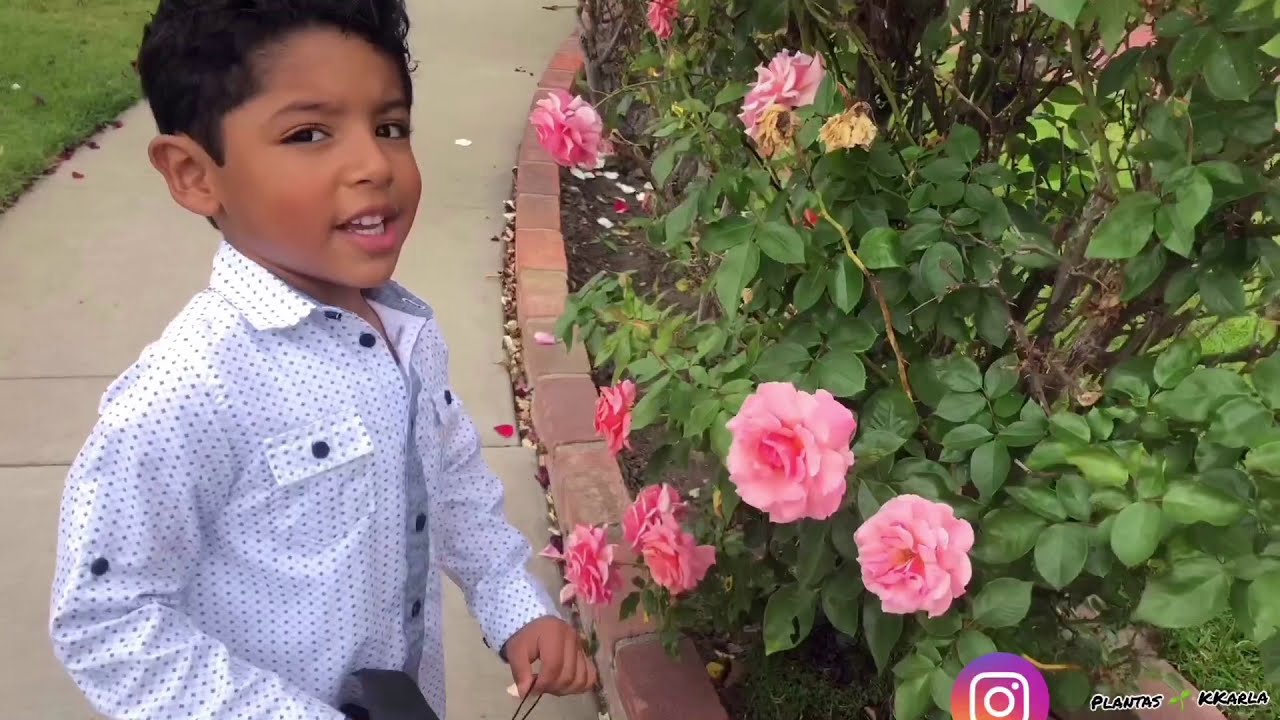 TOUR POR LAS CALLES DE DOWNEY CALIFORNIA: mira todas las plantas que  me encontré