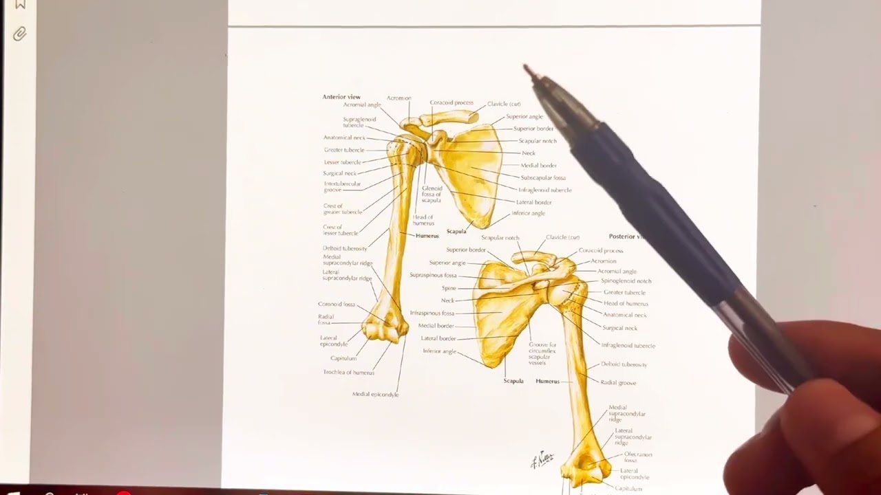 آناتومی قفسه سینه و کمربند شانه ای  thoracic anatomy #anatomy #آناتومی #thoraxanatomy #bone