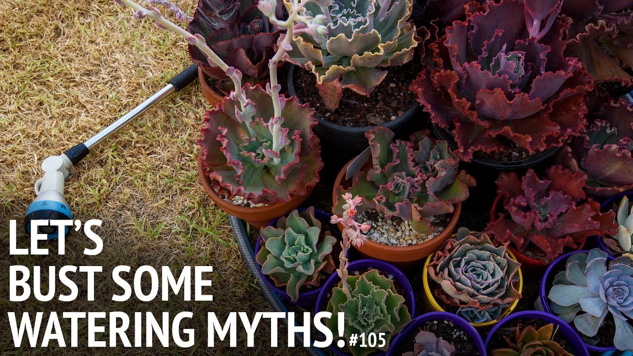 #105 Watering succulents based on SCIENCE, and busting some MYTHS!