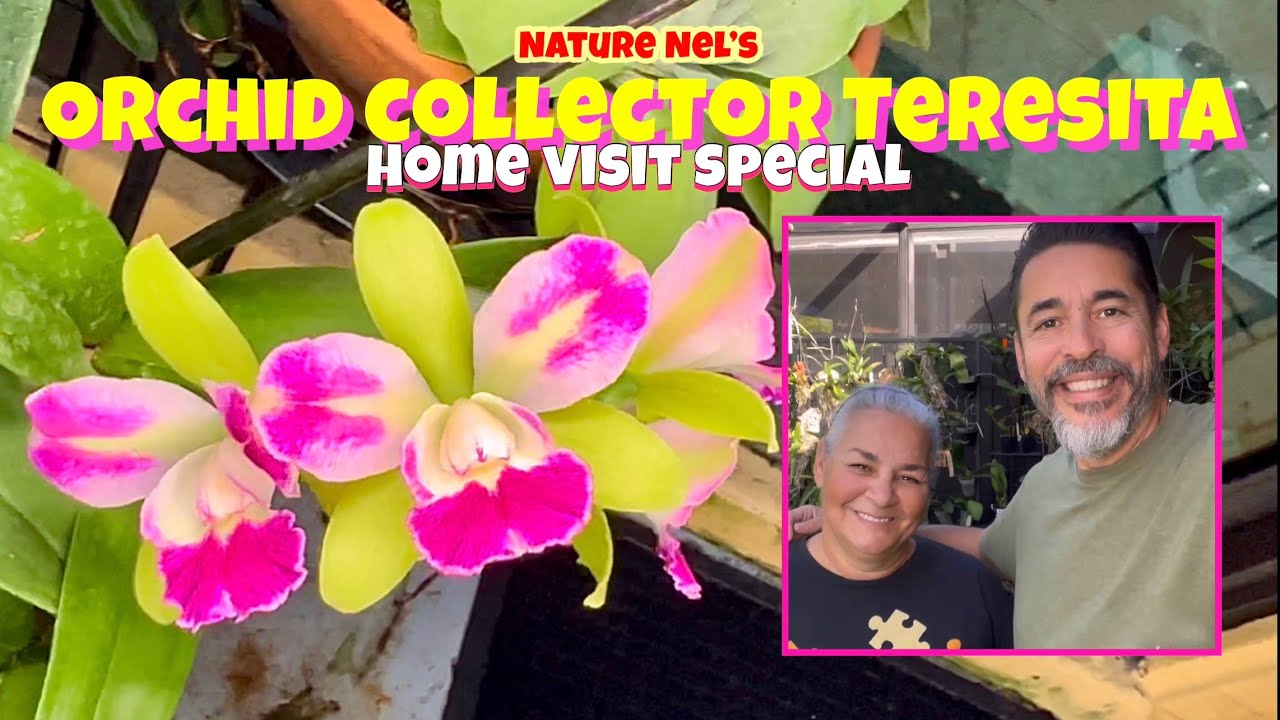 Orchid collector Teresita welcomes us into her collection of beautiful orchids this December.