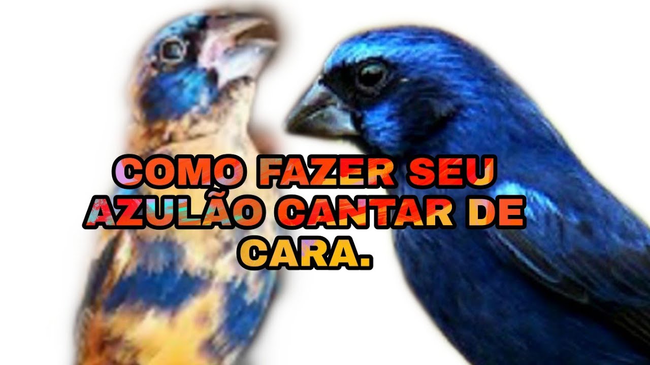Como fazer seu azul&atilde;o cantar de cara.