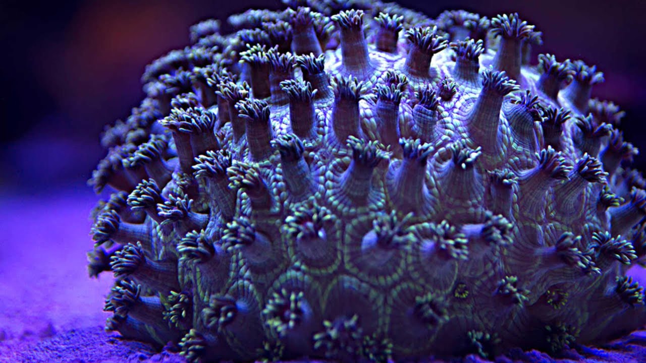 Psychedelic Timelapse Of Coral Close Up