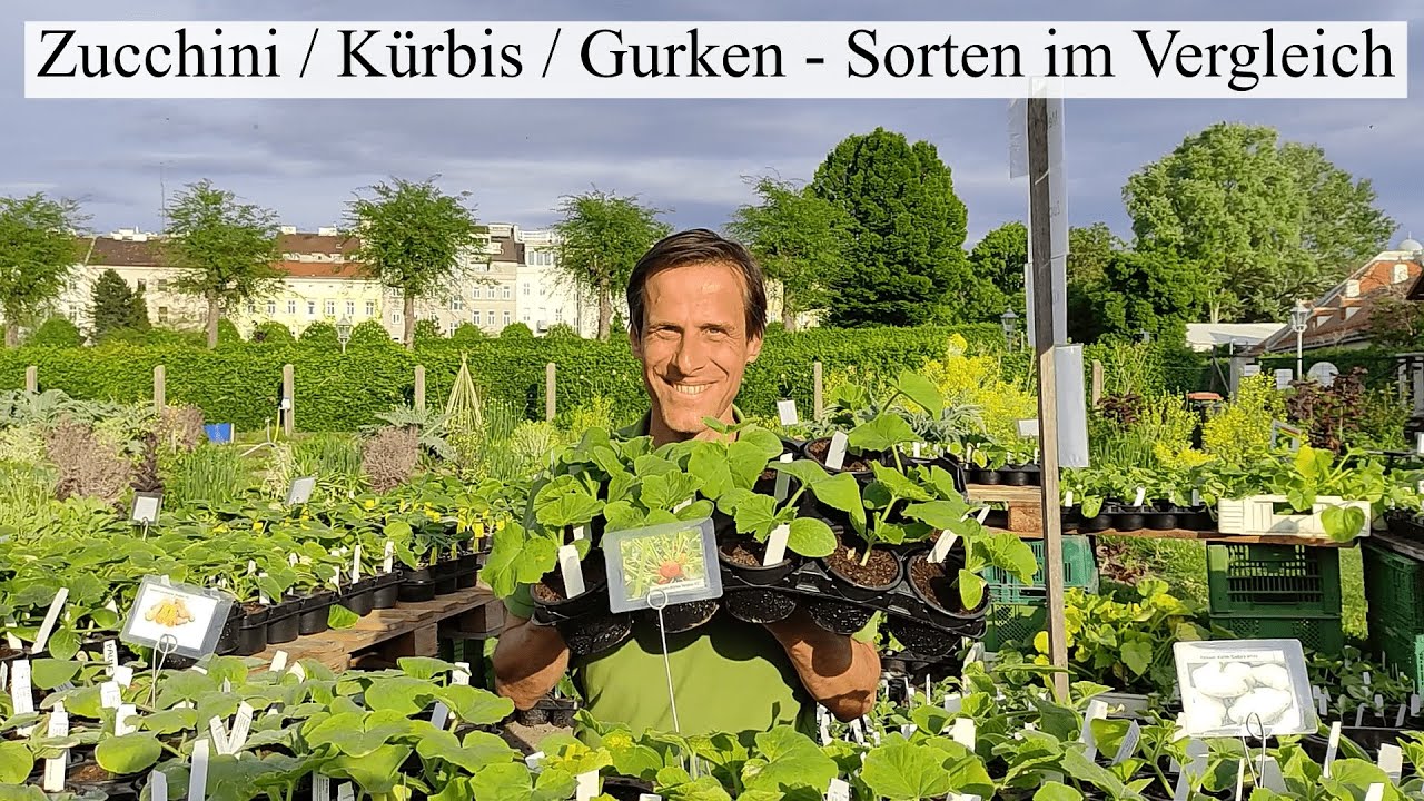 Die Vielfalt der Gurkengewächse 🥒 Sorten und Anbautipps für Zucchini, Kürbisse, Melonen und Gurken 😁