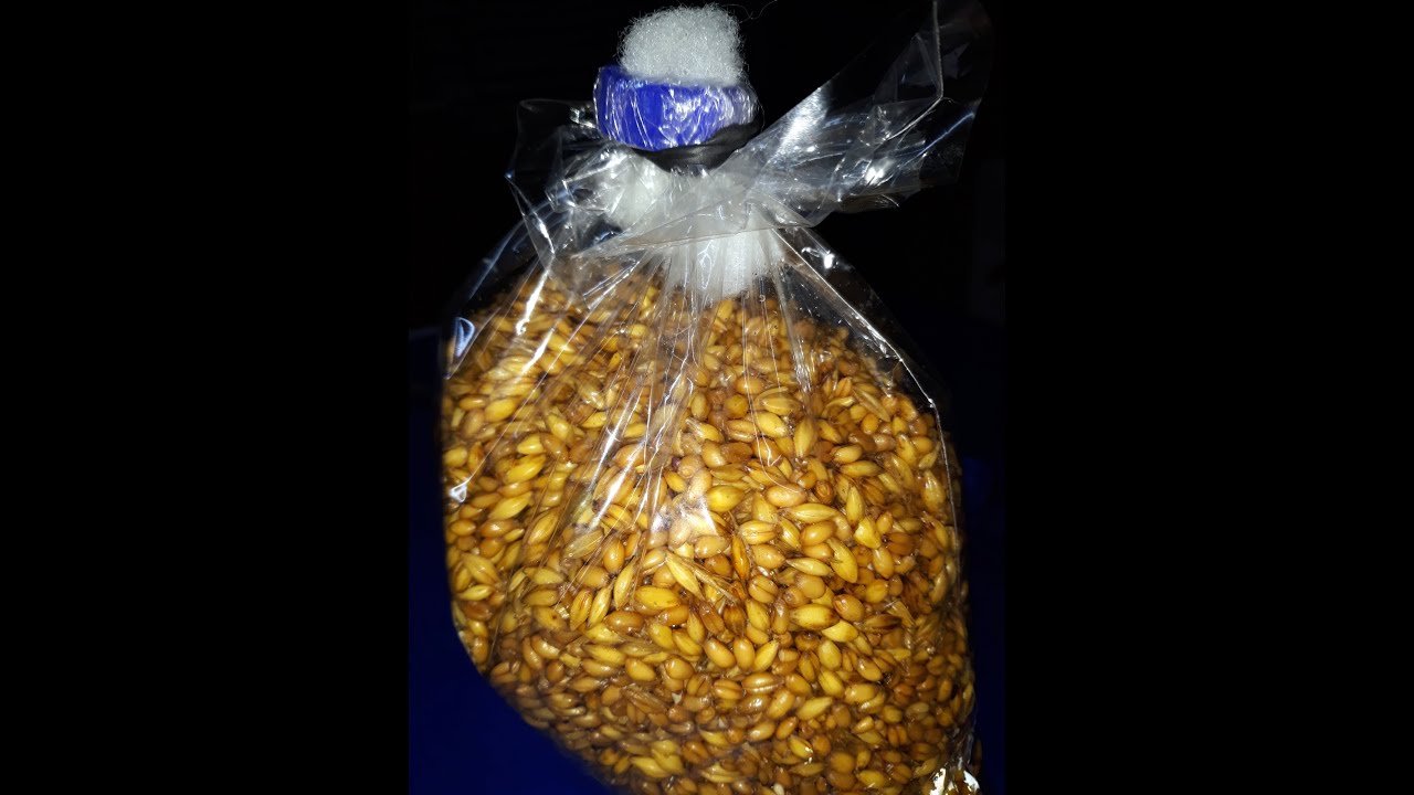 Pilzzucht: günstige Alternative zu Filterbeutel - Mushrooms: Cheap alternative to filter bags