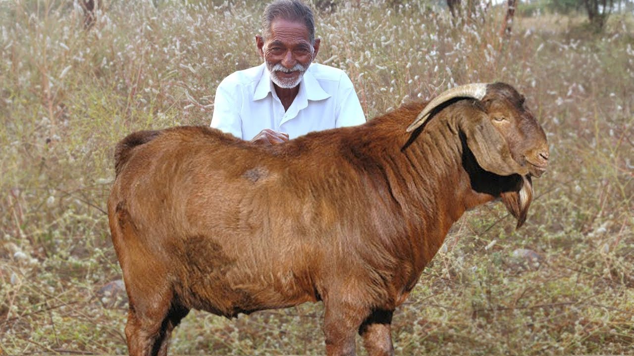 Goat Curry Recipe | Traditional Mutton Curry | Lamb Recipe By our Grandpa | Grandpa Kitchen
